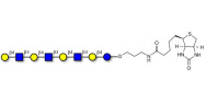 Lacto-N-neooctaose (LNnO)...