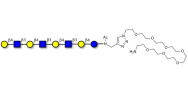 Lacto-N-neooctaose (LNnO)...