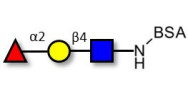 Blood group H antigen...