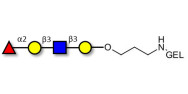 Blood group H antigen...