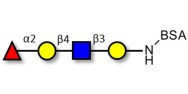 Blood group H antigen...