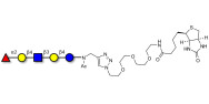 Blood group H antigen...