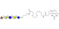 Blood group H antigen...