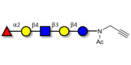 Blood group H antigen...