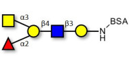 Blood group A antigen...