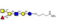 Blood group A antigen...