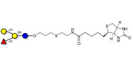 Blood group B antigen...