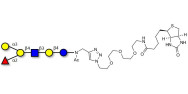 Blood group B antigen...