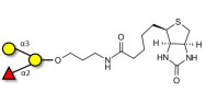 Blood group B antigen...