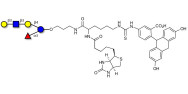 Lacto-N-fucopentaose V...