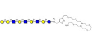 Galili antigen nonaose with...