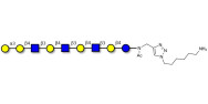 Galili antigen nonaose with...