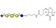 GM1b Ganglioside...