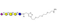 GM1b Ganglioside...