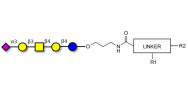 GM1b Ganglioside...