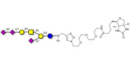 GT1a Ganglioside...