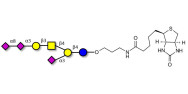 GT1a Ganglioside...