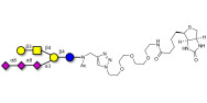 GT1c Ganglioside...