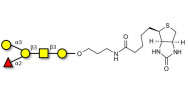 Blood group B antigen...