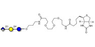 Glucuronyl-lactose linked...