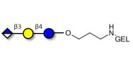 Glucuronyl-lactose grafted...