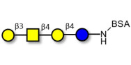 Asialo GM1 Ganglioside...