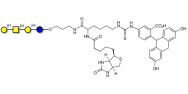 Asialo GM1 Ganglioside...