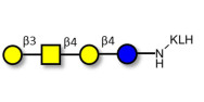 Asialo GM1 Ganglioside...