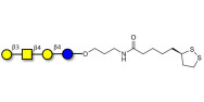 Asialo GM1 Ganglioside...