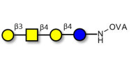 Asialo GM1 Ganglioside...