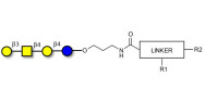 Asialo GM1 Ganglioside...