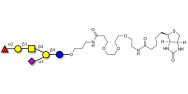 Fucosyl GM1 Ganglioside...