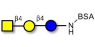 Asialo GM2 Ganglioside...