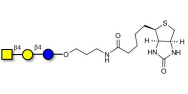 Asialo GM2 Ganglioside...