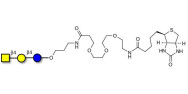 Asialo GM2 Ganglioside...