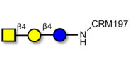 Asialo GM2 Ganglioside...