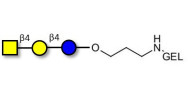 Asialo GM2 Ganglioside...