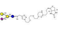 GM2 Ganglioside...