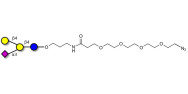 GM2 Ganglioside...